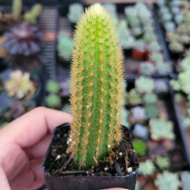 4 Golden Rat Tail Cactus Live Cactus 