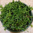String of Raindrops Senecio Succulent Plant