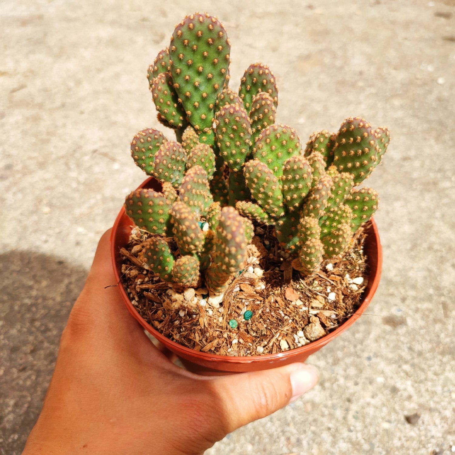 Opuntia rufida minima 'Mini Cinnamon Cactus' 2 inch