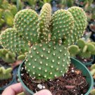 Opuntia microdasys 'Golden Bunny Ears' Cactus 4 inch
