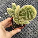 Opuntia microdasys 'Golden Bunny Ears' Cactus 2 inch