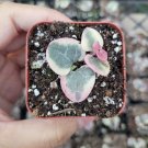 Ceropegia woodii Variegated String of Hearts Succulent Plant 2 Inch A