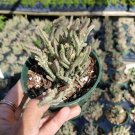 Crassula muscosa f. variegata 'Watch Chain' Succulent Plant