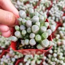 Fenestraria rhopalophylla 'Baby Toes' Succulent Plant 2 Inch