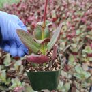 Crassula streyi 'Pondo Cliff' Succulent Plant