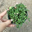 String of Pearls Senecio rowleyanus Succulent Plant 4 Inch