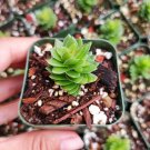 Crassula 'Spiralis Estagnol' Succulent Plant 2 Inch