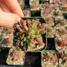 Crassula pubescens - Jersey Pigmyweed Succulent Plant 2 Inch