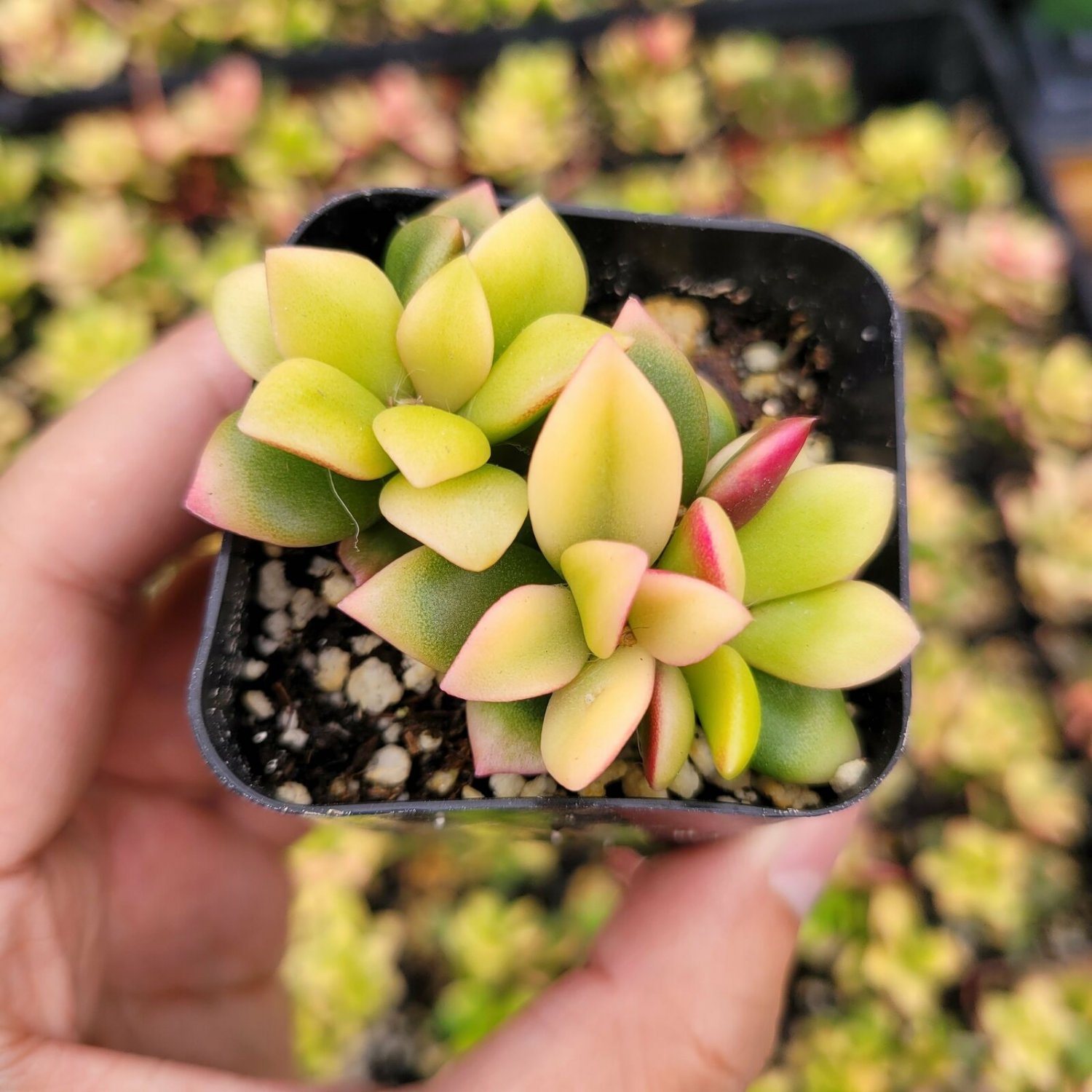 Anacampseros telephiastrum variegata 'Sunrise' Succulent Plant 2 Inch