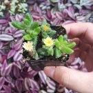 Delosperma echinatum - Pickle Plant Succulent Plant 2 Inch