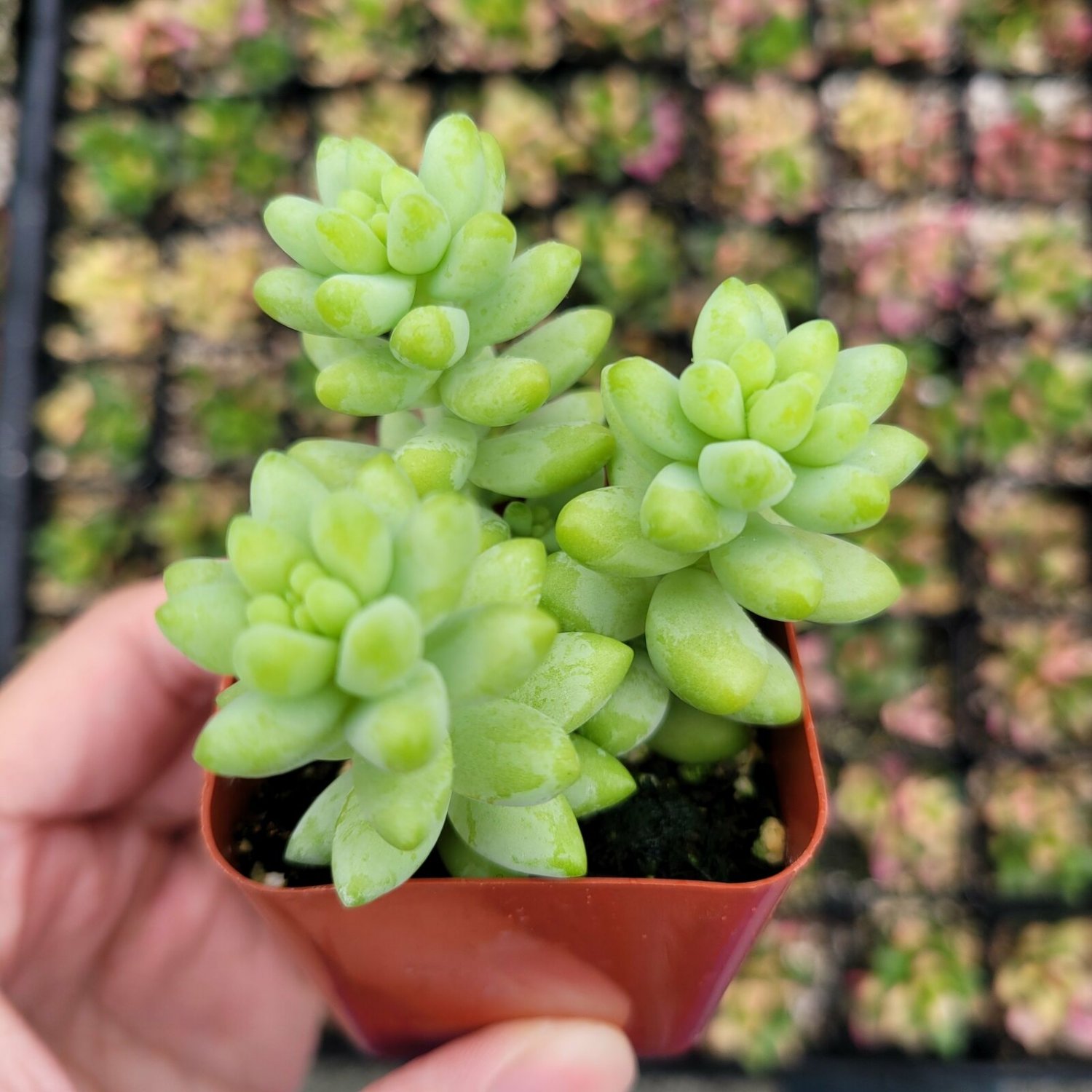 Sedum Burrito Donkey Tail Succulent Plant 2 Inch