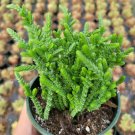 Crassula muscosa 'Watch Chain' Succulent Plant 4 Inch