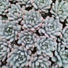 Graptoveria Bridgette Succulent Plant 2 Inch