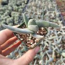 Crassula falcata 'Propeller Plant' Succulent Plant 2 Inch
