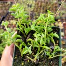 String of Dolphins Senecio peregrinus Succulent Plant