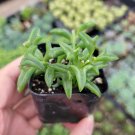 String of Dolphins Senecio peregrinus Succulent Plant 2 Inch