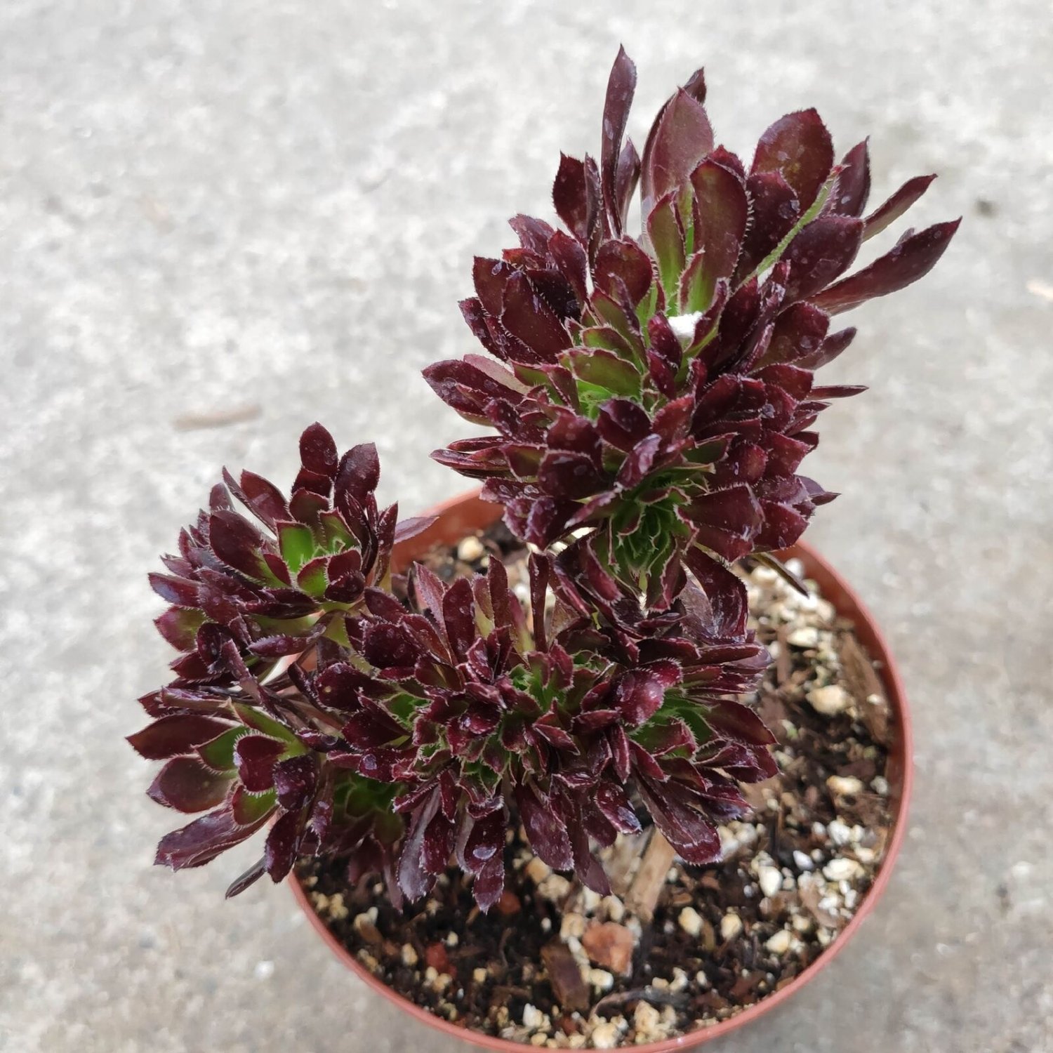Aeonium 'Firecracker' Crest Succulent Plant 4 Inch