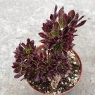Aeonium 'Firecracker' Crest Succulent Plant 4 Inch