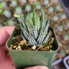 Haworthia pumila 'Donuts' Succulent Plant