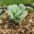Graptoveria 'Lovely Rose' Succulent Plant