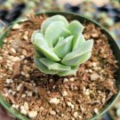 Graptoveria 'Lovely Rose' Succulent Plant 4 inch