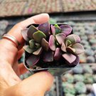 Anacampseros telephiastrum Burgundy Succulent Plant 2 inch