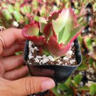 Kalanchoe sexangularis Succulent Plant 2 inch
