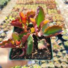 Kalanchoe sexangularis Succulent Plant 4 inch