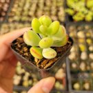 Cotyledon pendens Succulent Plant 2 inch