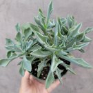 Senecio kleiniiformis - Spear Head Succulent Plant 4 inch