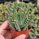 Haworthia fasciata - Zebra Plant Succulent Plant 2 inch