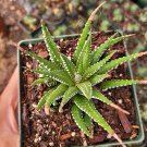 Haworthia fasciata - Zebra Plant Succulent Plant 4 inch