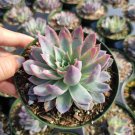 Echeveria 'Violet Queen' Succulent Plant 4 inch