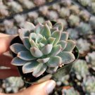 Echeveria 'Violet Queen' Succulent Plant 2 inch