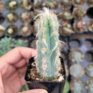 Pilosocereus cephalocereus palmeri Cactus 2 inch