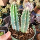 Pilosocereus cephalocereus palmeri Cactus 4 inch