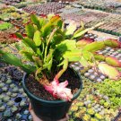 Schlumbergera truncata Thanksgiving Cactus 8 inch