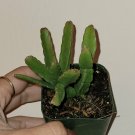 Rhipsalis Cereoides Succulent Plant 2 inch