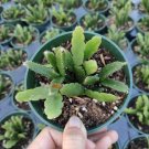 Rhipsalis Cereoides Succulent Plant 4 inch