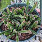 Rhipsalis Cereoides Succulent Plant 8 inch