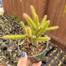 Aporocactus flagelliformis Rat Tail Cactus 4 inch