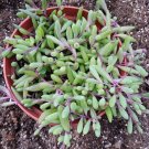 Othonna capensis 'Ruby Necklace' Succulent Plant 6 inch