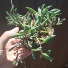 Othonna capensis 'Ruby Necklace' Succulent Plant 4 inch