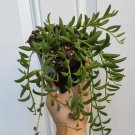 String of Bananas Senecio radicans Succulent Plant 4 inch