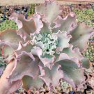 Echeveria 'Dick's Pink' Succulent Plant 8 inch
