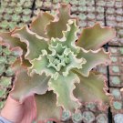 Echeveria 'Dick's Pink' Succulent Plant 6 inch