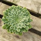 Aeonium 'Emerald Ice' Succulent Plant 4 inch