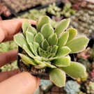 Aeonium 'Emerald Ice' Succulent Plant 2 inch