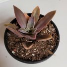 Graptoveria 'Fred Ives' Succulent Plant 4 inch