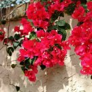 Bougainvillea - 'San Diego Red' - Live Plant
